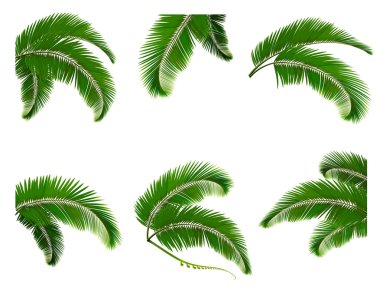 Set green branches with leaves of palm trees. Vector. clipart
