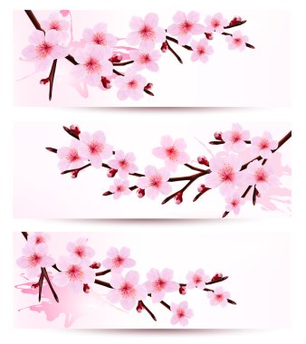 çiçek açması sakura şubeleri ile üç bahar afiş. hasta vektör