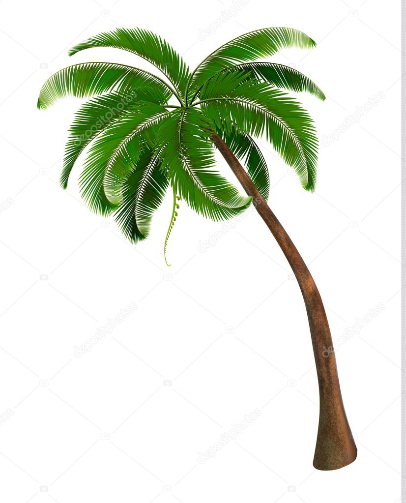 Fondo con una palmera. Ilustración vectorial vector, gráfico vectorial