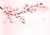 přírodní pozadí s kvetoucí sakura větev. příklad, kde vektor