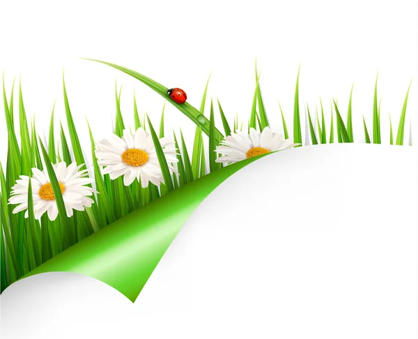 Spring background with flowers, grass and a ladybug. Vector. — Stock Vector