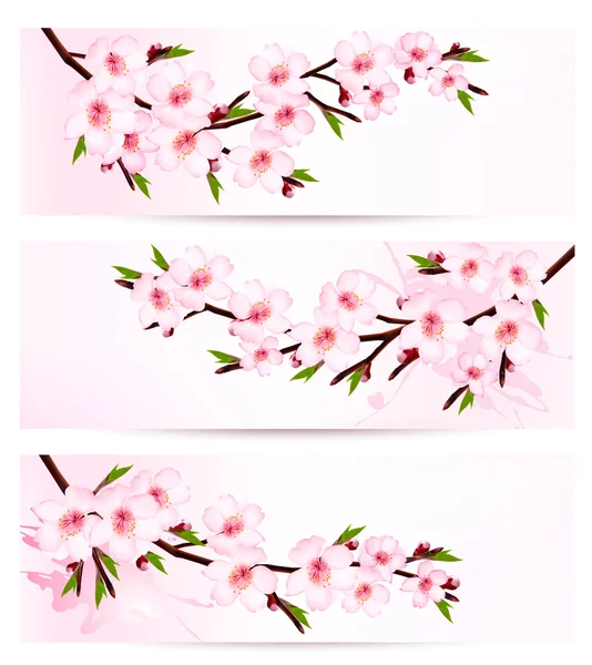 Trois bannières de branche de sakura. Vecteur . — Image vectorielle