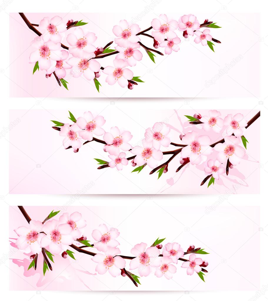 Three sakura branch banners. Vector. 