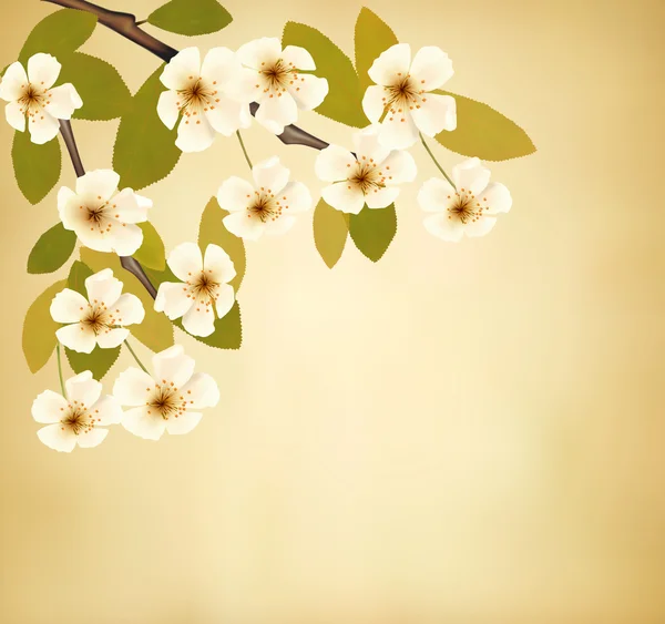 Fondo vintage con brunch de árbol en flor y flores blancas — Archivo Imágenes Vectoriales