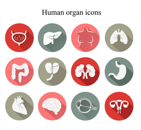 Conjunto de iconos planos de órganos humanos. Vector . — Vector de stock