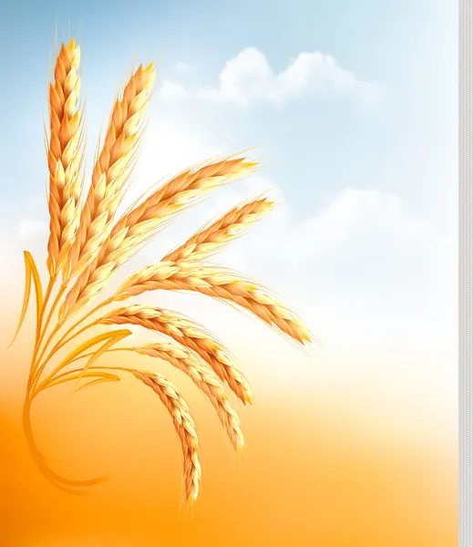 Ears of wheat in front of blue sky. Vector illustration. — Stock Vector