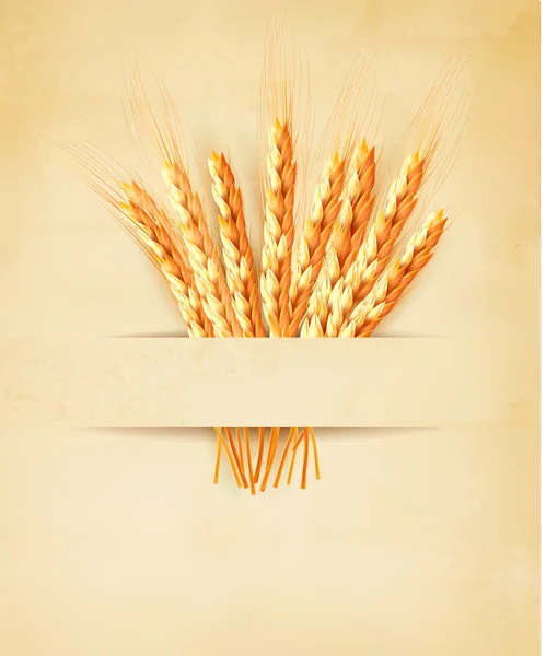 Уши пшеницы на старом бумажном фоне. Векторная иллюстрация — стоковый вектор
