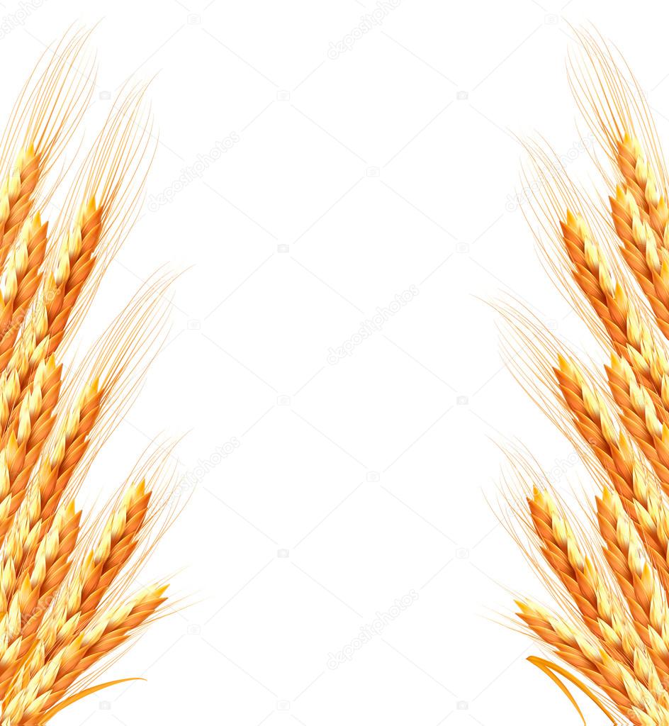 Ears of wheat background. Vector illustration 