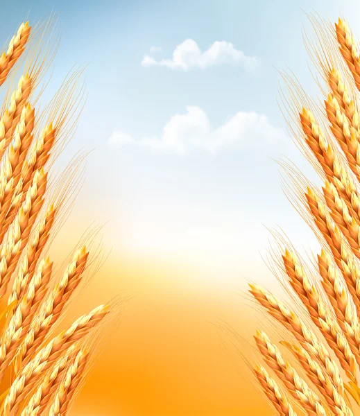小麦の背景の耳。ベクトル. — ストックベクタ