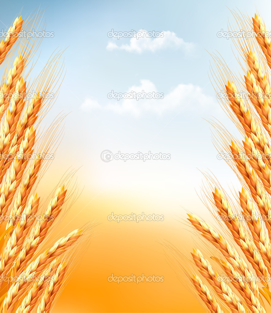 Ears of wheat background. Vector. 