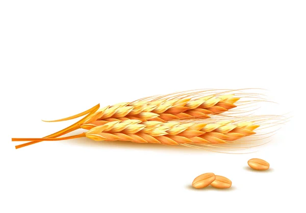Вуха пшениці. Векторна ілюстрація . — стоковий вектор