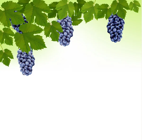 Background with grapes. Vector. — Stock Vector