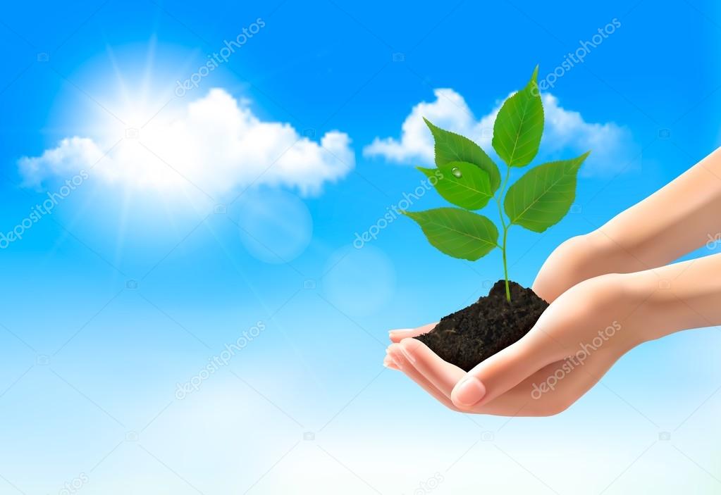 Hands holding a young plant. Vector.