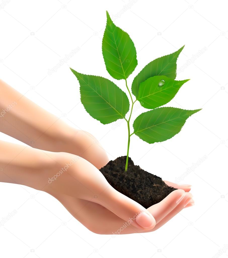 Human hands holding green tree with leaves. Vector