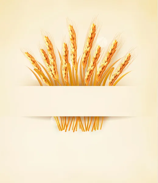 Ears of wheat on old paper background. — Stock Vector