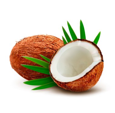 Coconut with leaves. Vector.  clipart
