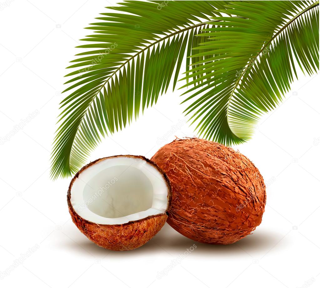 Coconut with palm leaves. Vector. 