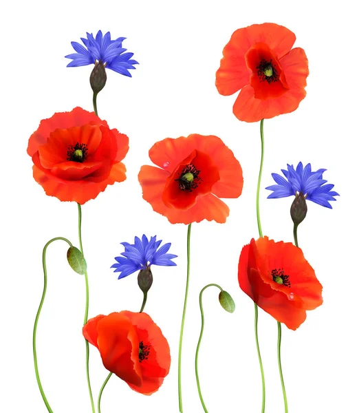 Red Poppies Blue Cornflowers Isolated White Background Realistic Vector — 스톡 벡터