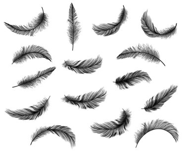 Big Set of Black Realistic Different Fluffy Twirled Falling Feathers Isolated on White Background. Design Template. Vector illustrtion