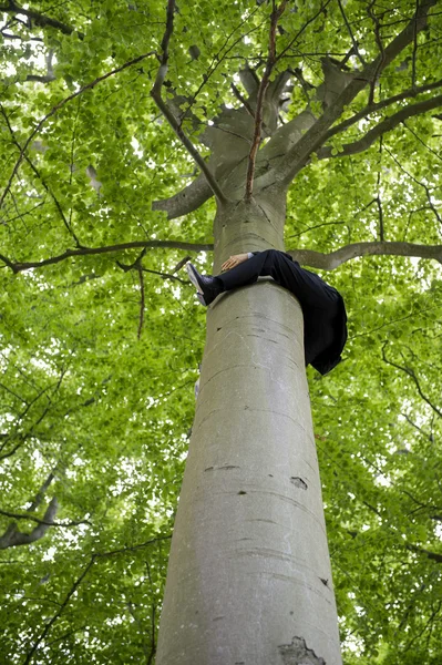 Affärsman som klänger i stammen av en tall träd — Stockfoto
