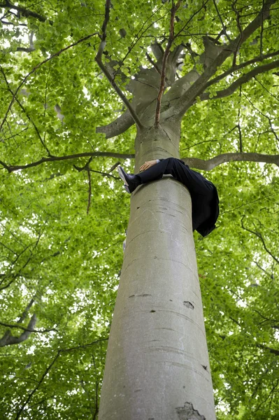 Businessman clinging to the trunk of a tall tree — Stock Photo, Image