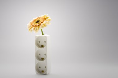 bir vazoda tek sarı gerbera papatya