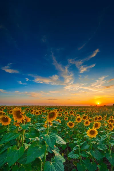 Sommarlandskap: skönhet solnedgång över solrosor fält — Stockfoto