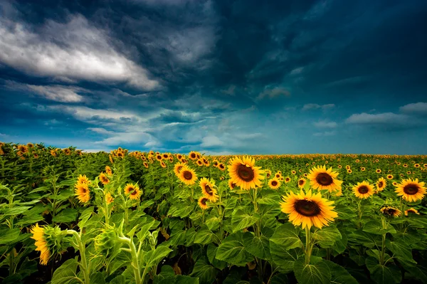 Sommarlandskap: skönhet solnedgång över solrosor fält — Stockfoto