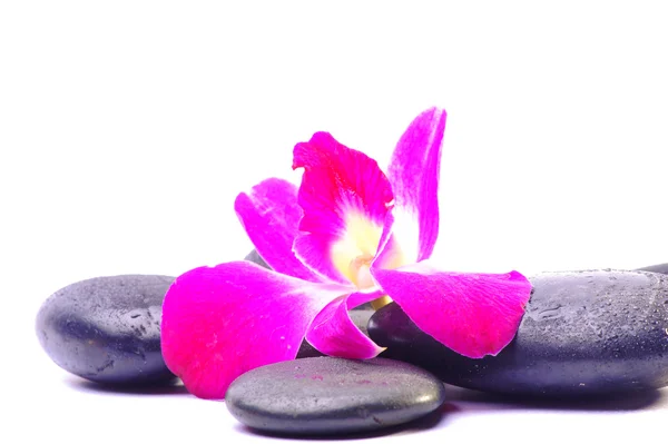 Piedras de spa y flor de orquídea — Foto de Stock
