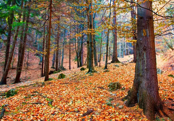 Bosque de otoño Imagen de archivo