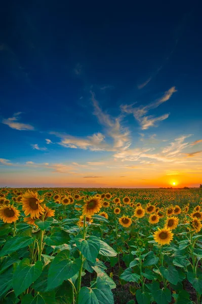 Paisaje de verano: puesta de sol de belleza sobre el campo de girasoles —  Fotos de Stock