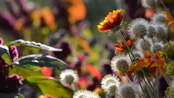 風の中の庭の花 — ストック動画