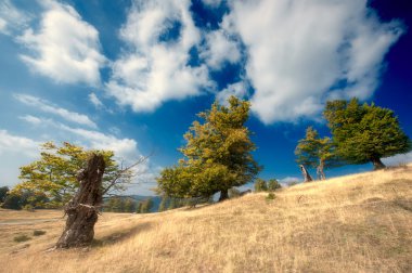 güzel manzara mavi gökyüzü üzerinde yeşil ağaçlar ile