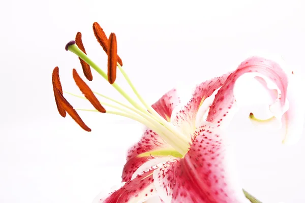 Hermoso lirio rosa sobre un fondo blanco de cerca — Foto de Stock