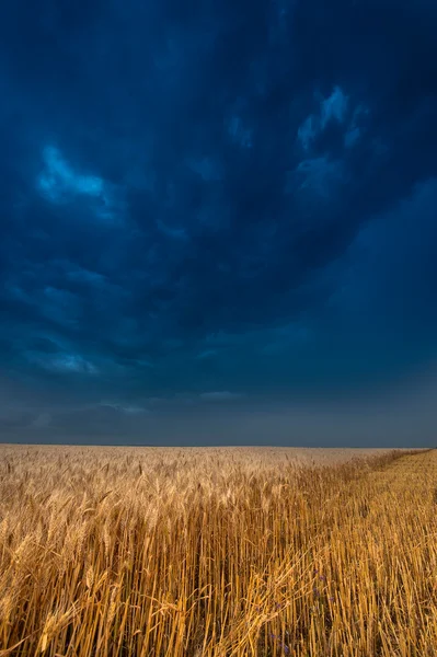 Temná bouřková mračna nad polem — Stock fotografie