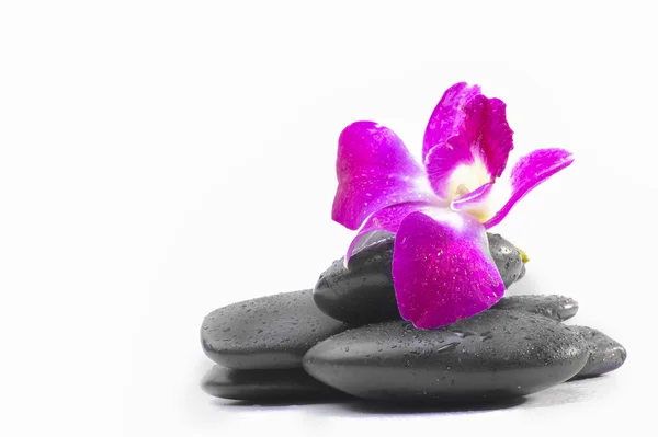 Spa taşlar ve üzerinde beyaz orkide çiçekleri — Stok fotoğraf