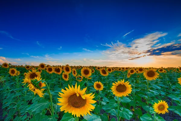 Zomer landschap — Stockfoto