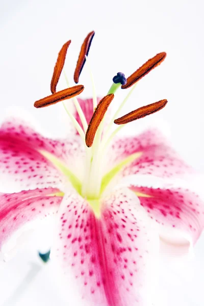 Güzel pembe lily — Stok fotoğraf