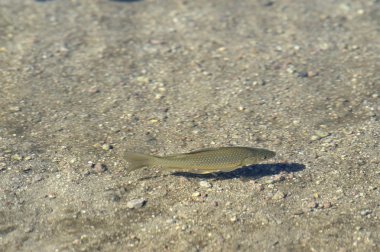 şeffaf deniz suyu ile balık