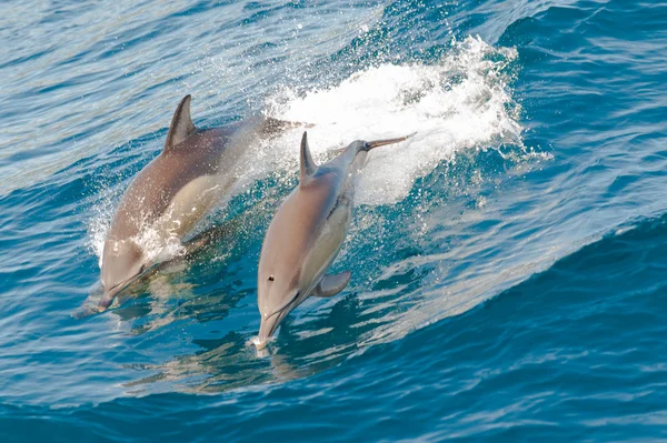 Dolphins jumping — Stock Photo, Image