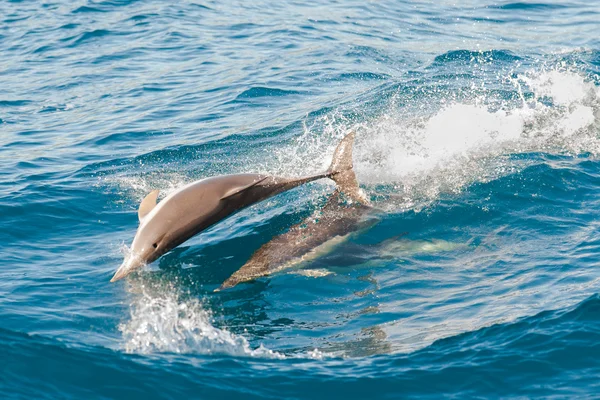 Delfiner hoppaτα δελφίνια πηδώντας — Φωτογραφία Αρχείου