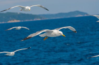 Mavi gökyüzü arasında uçan martıları
