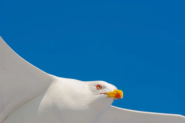 Racek létání mezi modrá obloha — Stock fotografie