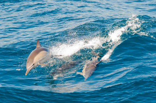 Delfines saltando — Foto de Stock