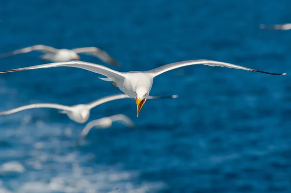 Gaviotas volando entre el cielo azul — Foto de Stock