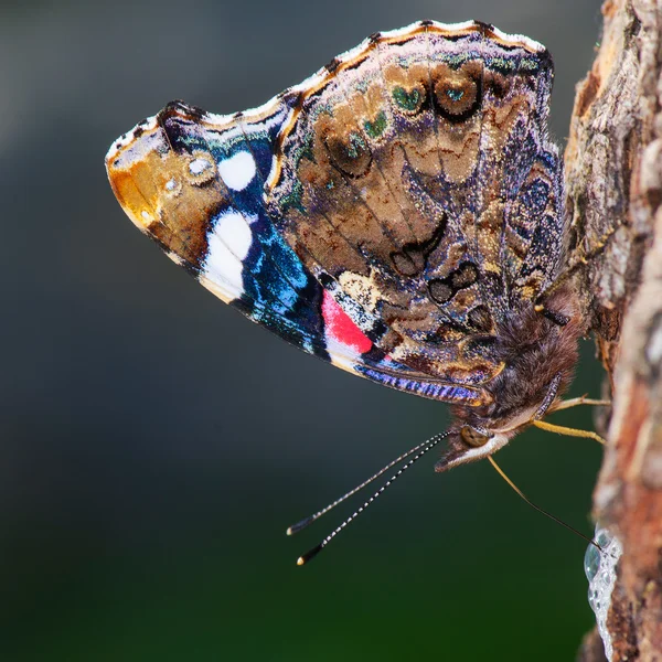 El almirante rojo (vanessa atalanta ) — Foto de Stock