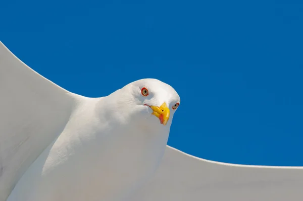 Gaivota voando entre o céu azul — Fotografia de Stock