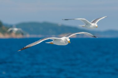 Mavi gökyüzü arasında uçan martıları