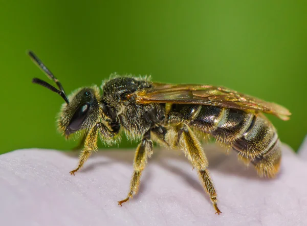 Пчела на лепестке — стоковое фото