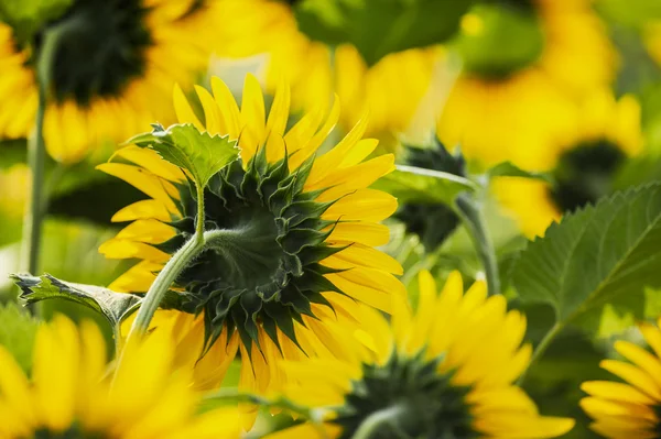 Zonnebloemen achterzijde in heldere dag — Stockfoto